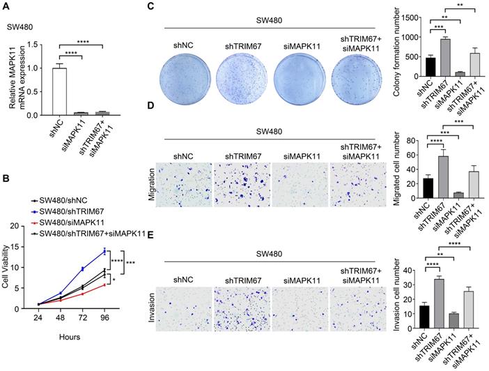 J Cancer Image