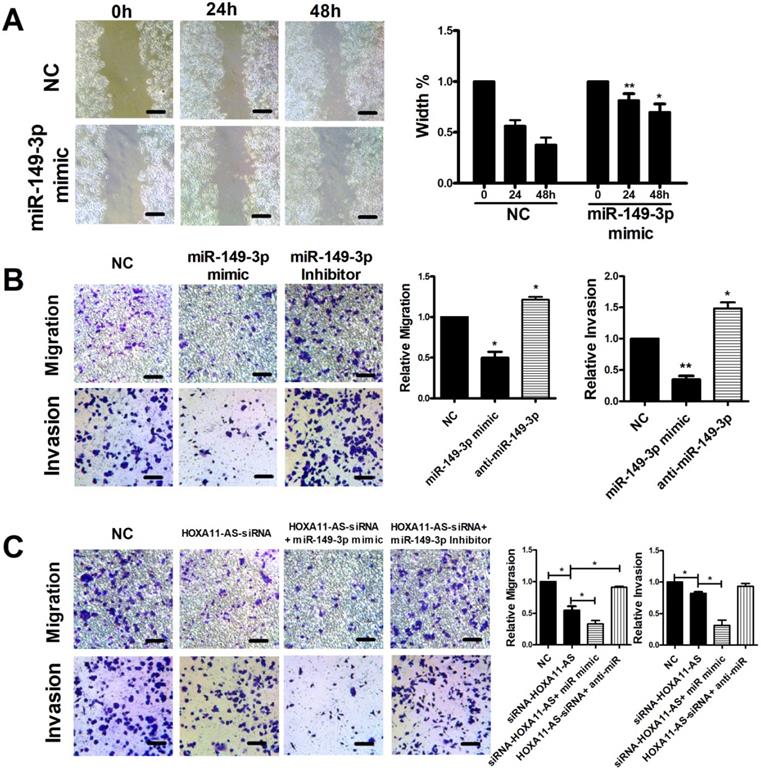 J Cancer Image