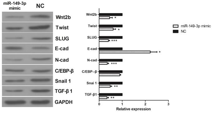 J Cancer Image