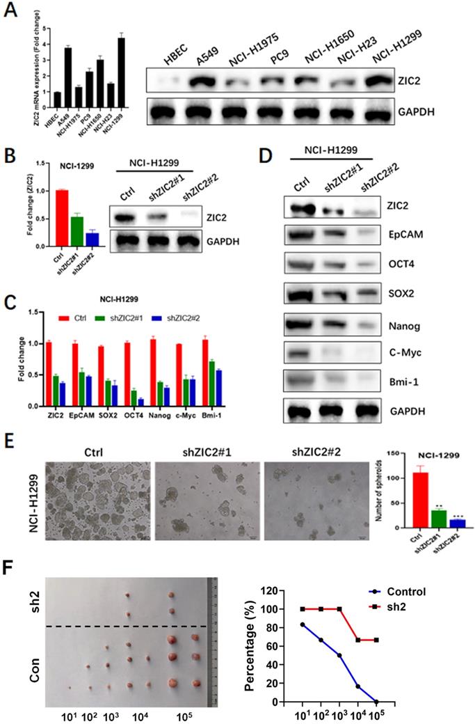 J Cancer Image