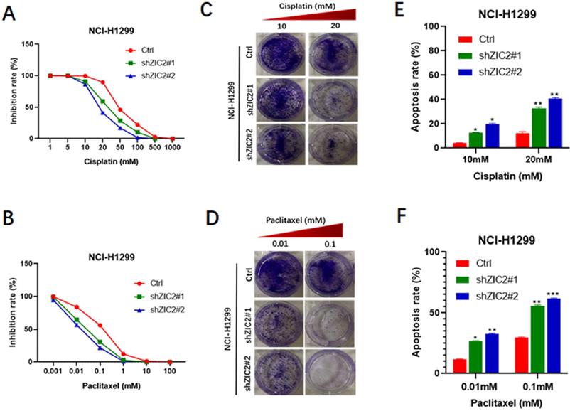 J Cancer Image