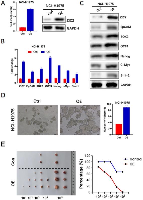 J Cancer Image