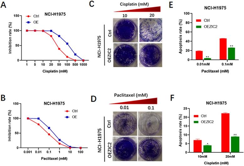 J Cancer Image