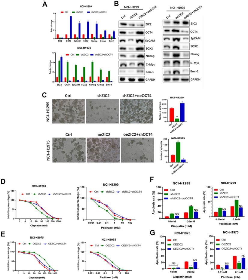 J Cancer Image