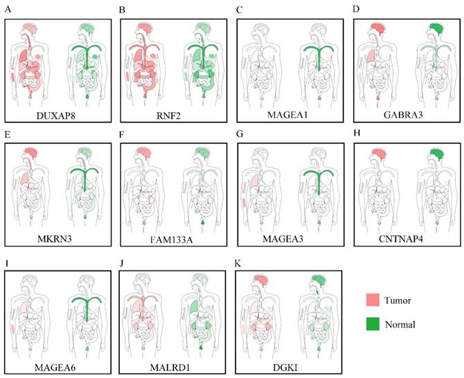 J Cancer Image