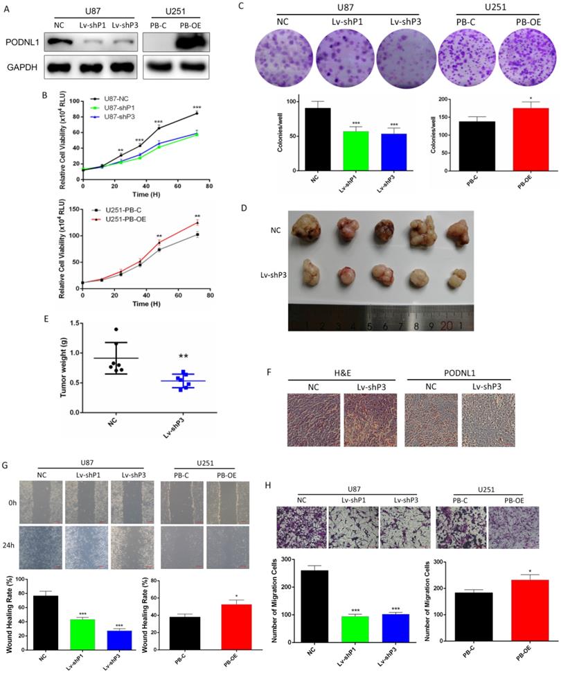 J Cancer Image