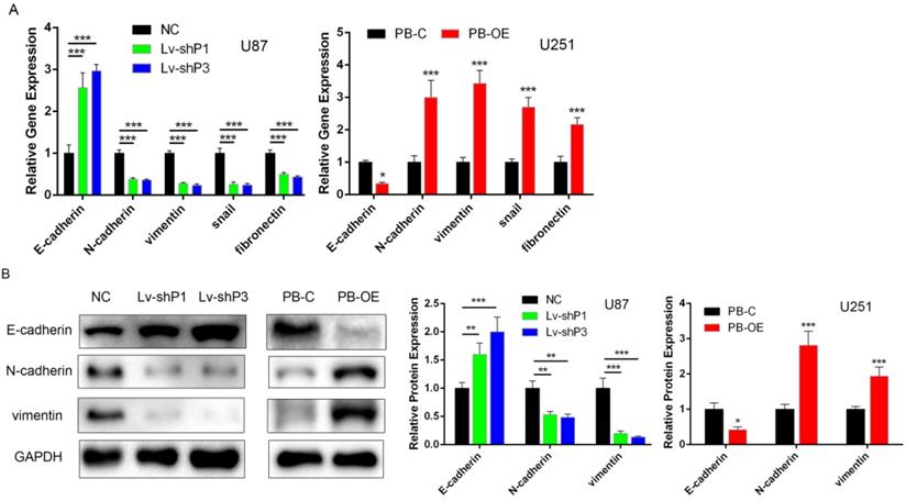 J Cancer Image