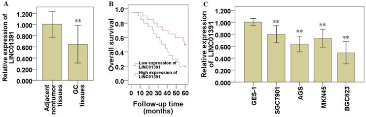 J Cancer Image