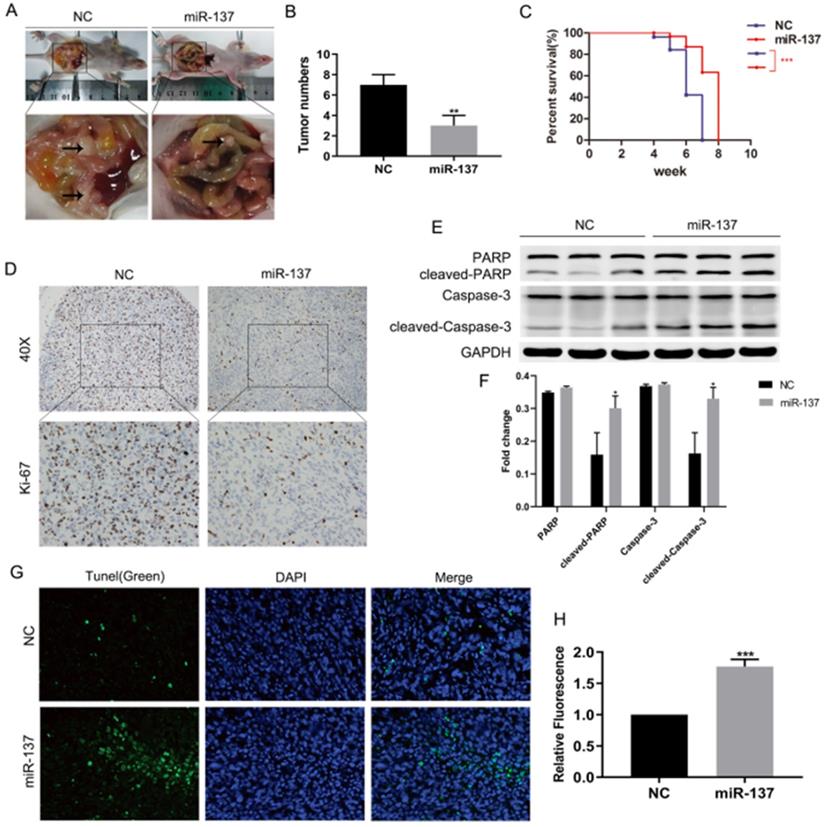 J Cancer Image