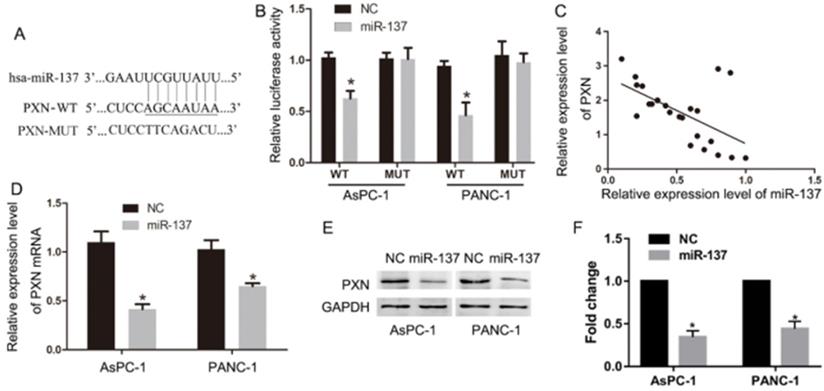 J Cancer Image