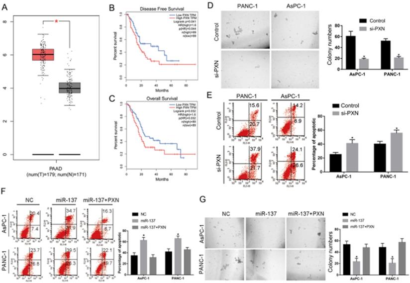 J Cancer Image