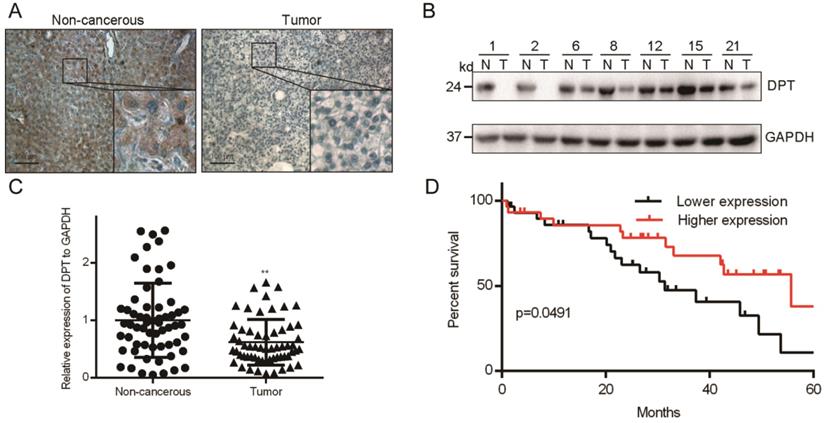 J Cancer Image