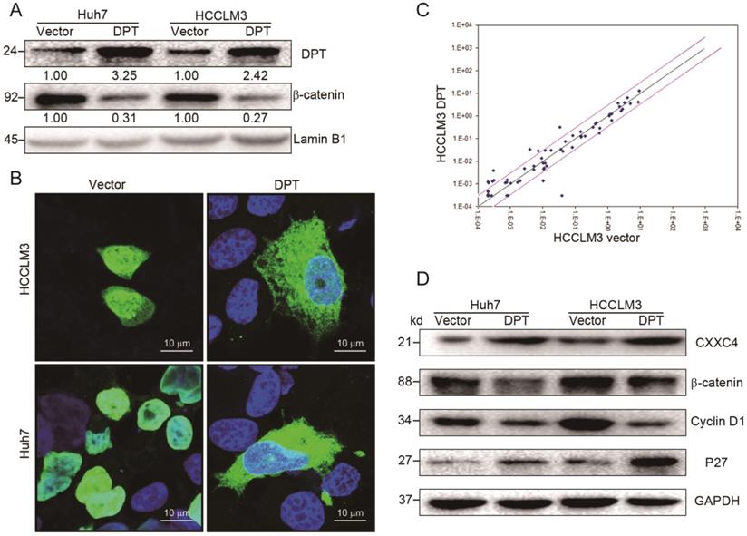 J Cancer Image