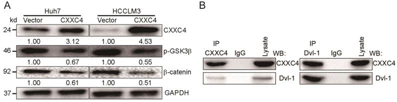 J Cancer Image