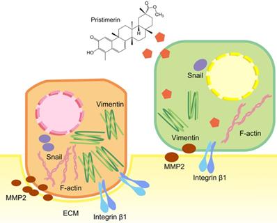 J Cancer Image