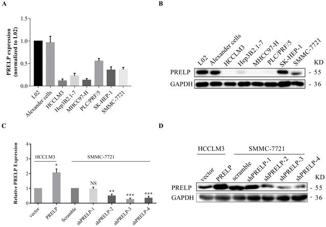 J Cancer Image