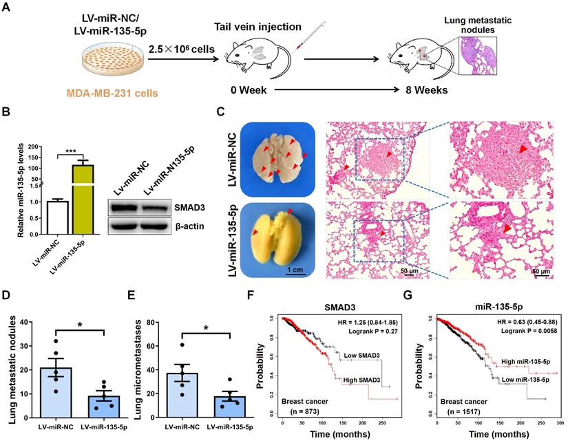 J Cancer Image