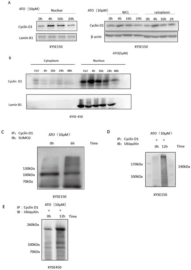 J Cancer Image