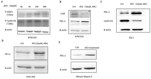 J Cancer Image