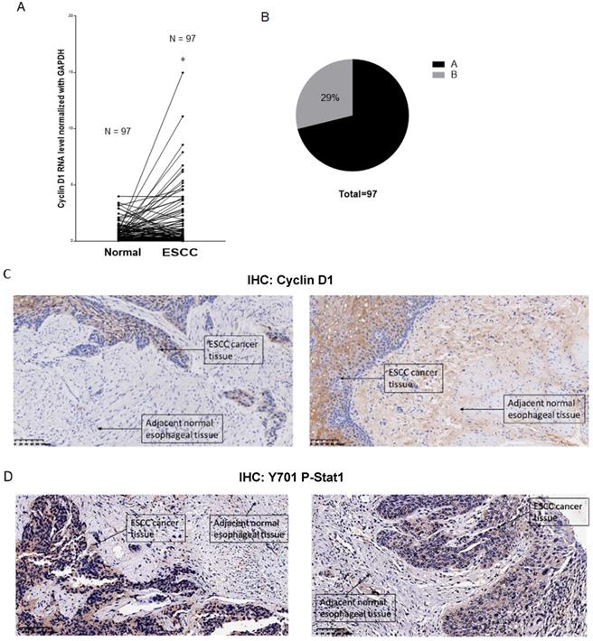 J Cancer Image