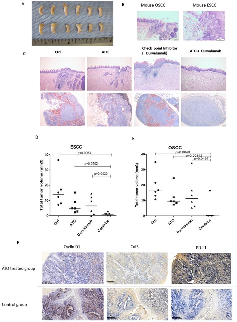 J Cancer Image