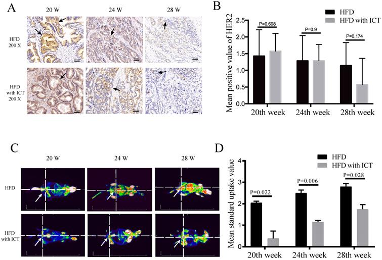 J Cancer Image