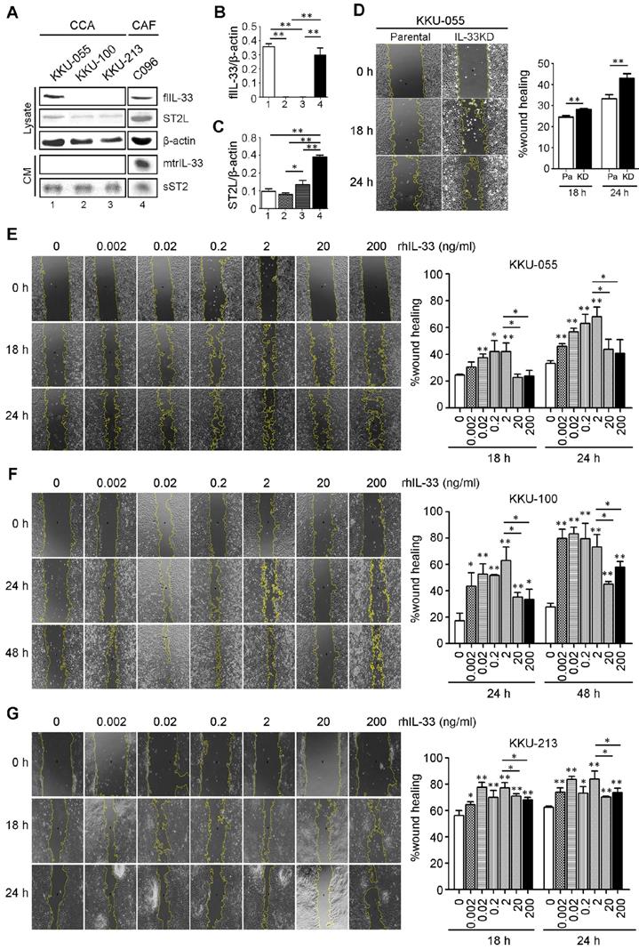 J Cancer Image