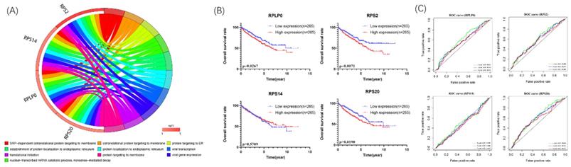 J Cancer Image