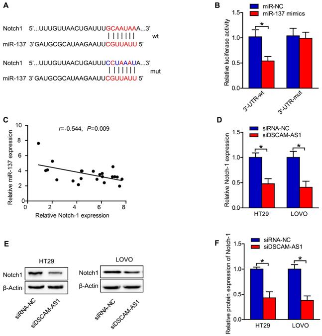 J Cancer Image