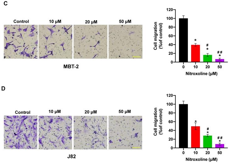 J Cancer Image