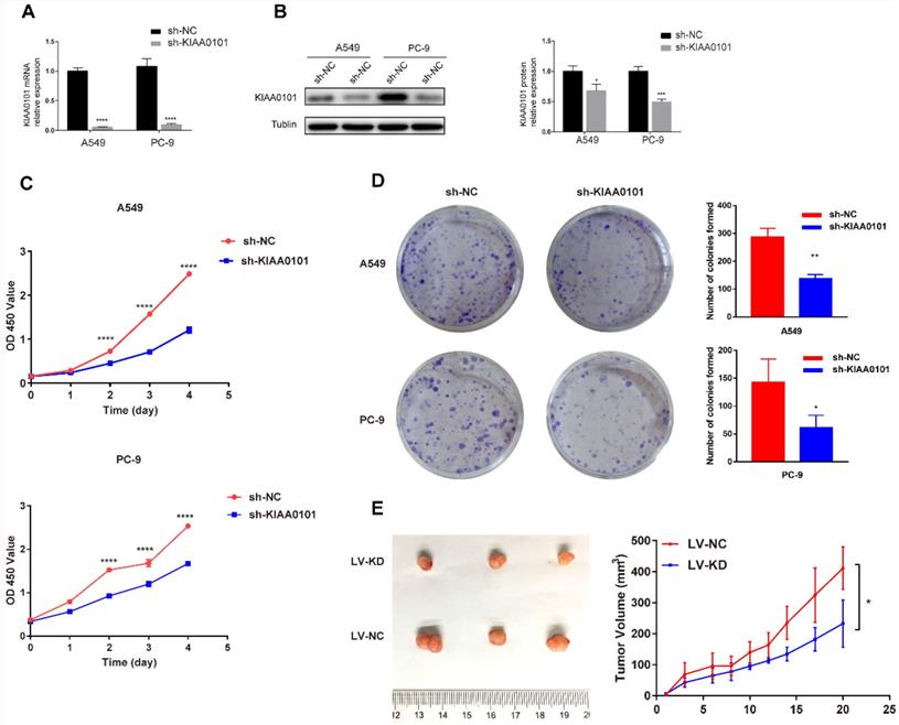 J Cancer Image