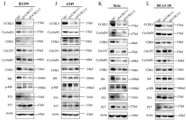 J Cancer Image