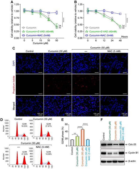 J Cancer Image