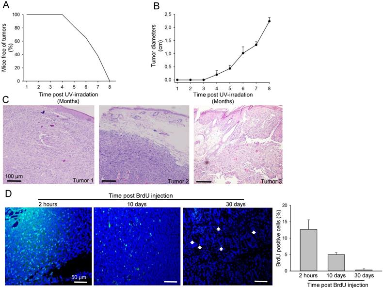 J Cancer Image