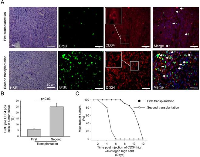 J Cancer Image