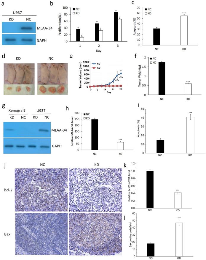 J Cancer Image