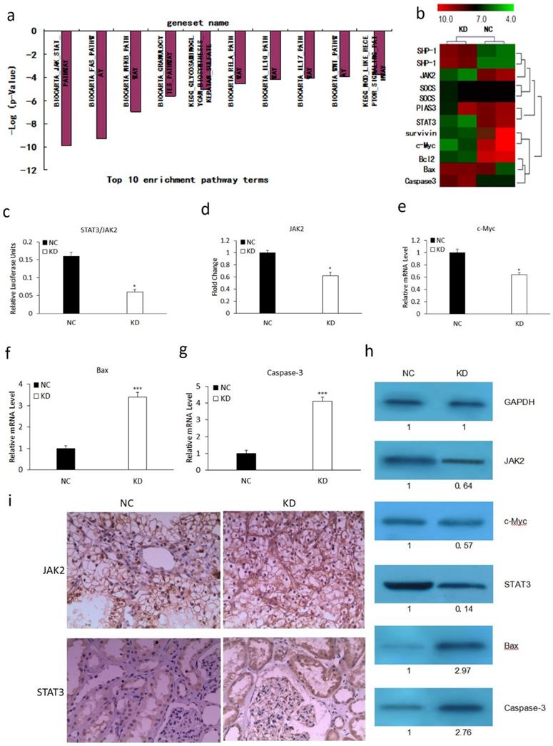 J Cancer Image