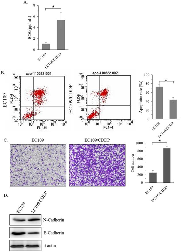 J Cancer Image