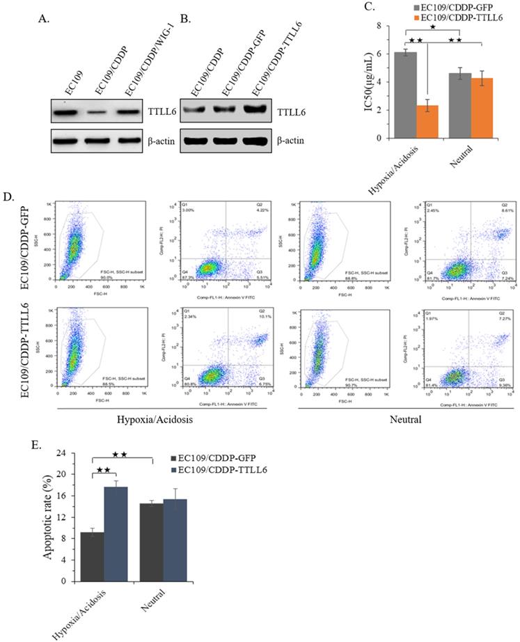 J Cancer Image