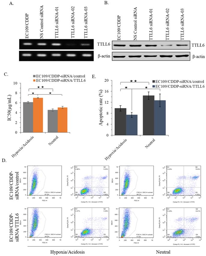 J Cancer Image