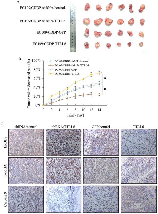 J Cancer Image