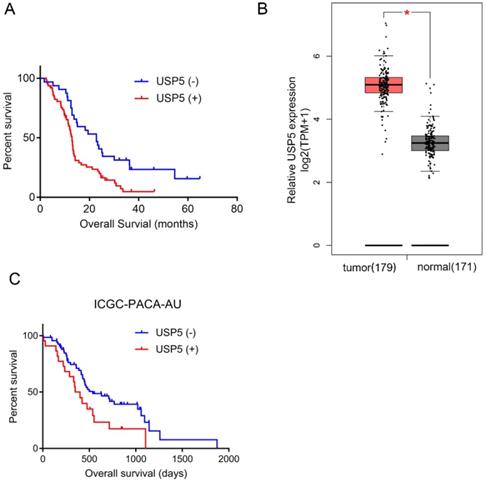 J Cancer Image