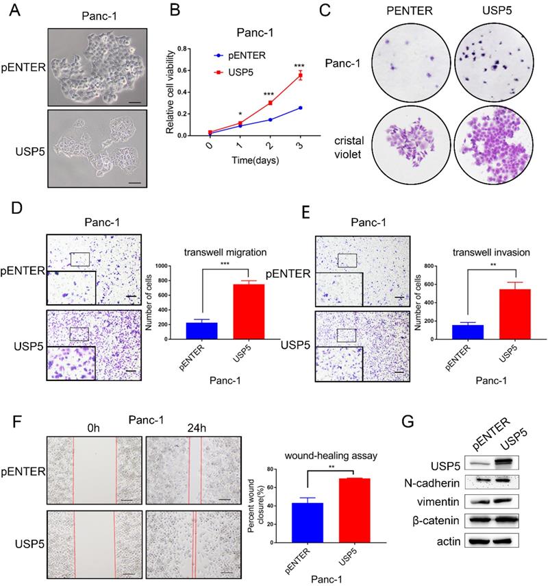 J Cancer Image