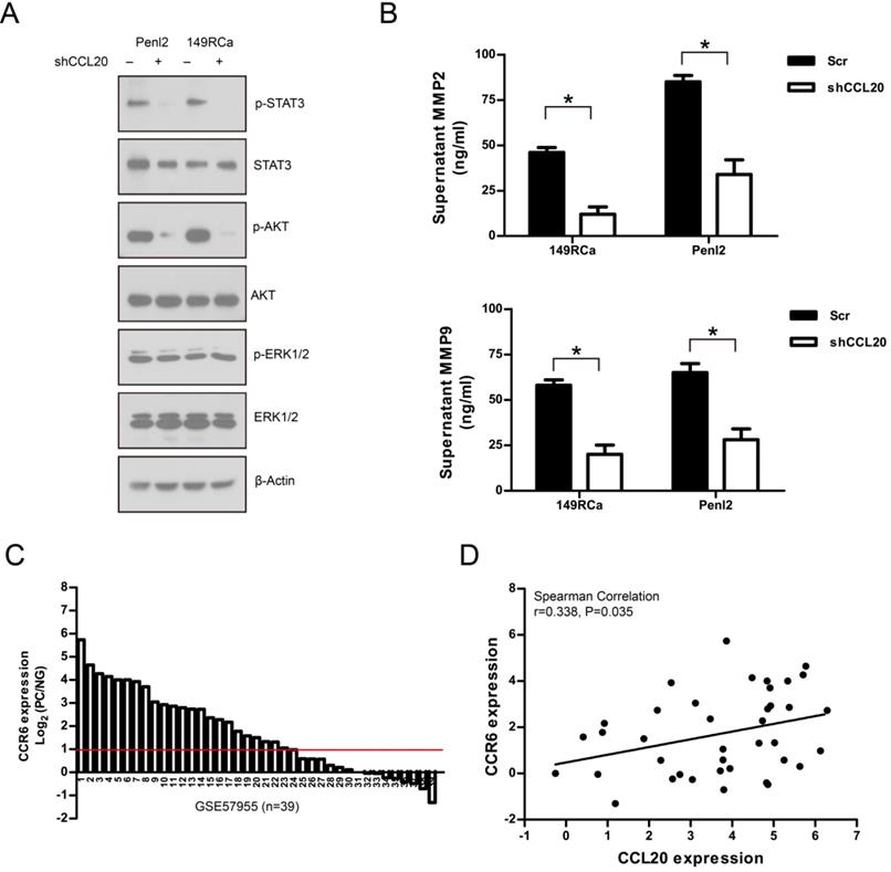 J Cancer Image