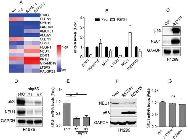 J Cancer Image