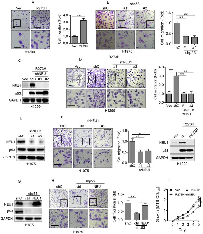 J Cancer Image