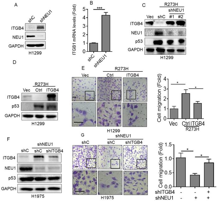 J Cancer Image