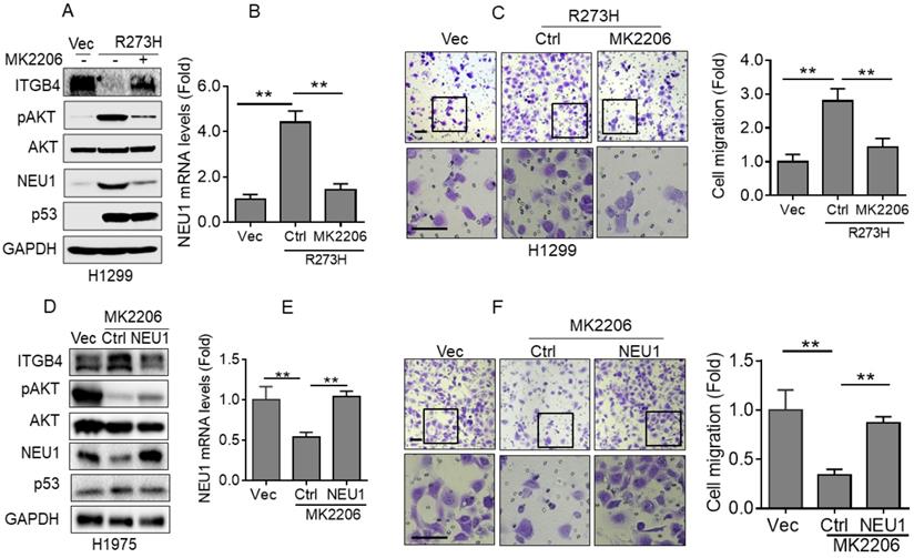 J Cancer Image