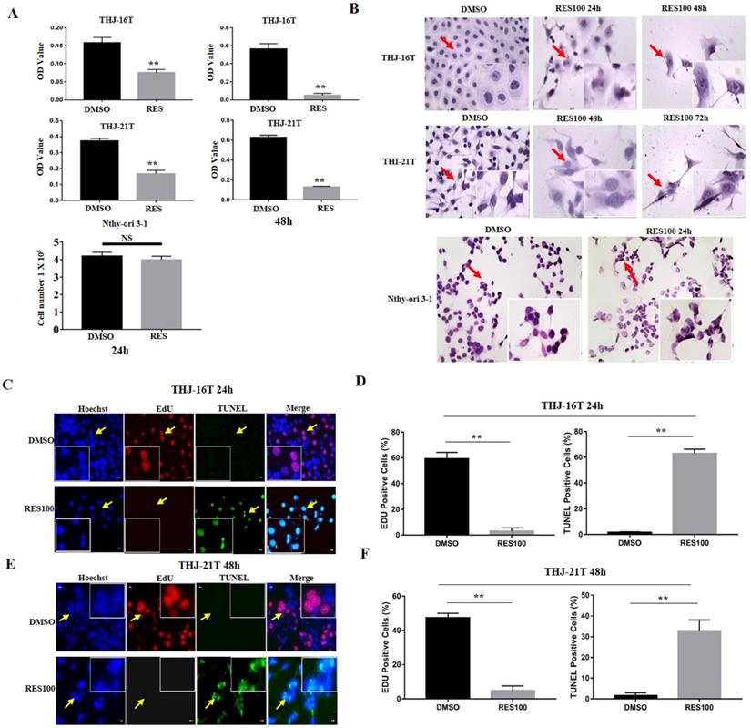 J Cancer Image