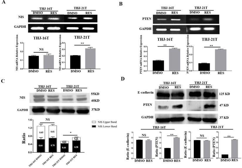 J Cancer Image